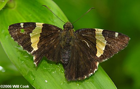 Golden Banded-Skipper (Autochton cellus)