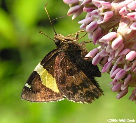 Golden Banded-Skipper (Autochton cellus)