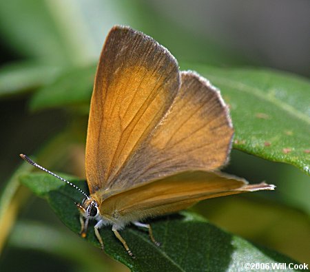 Golden Hairstreak (Habrodais grunus)