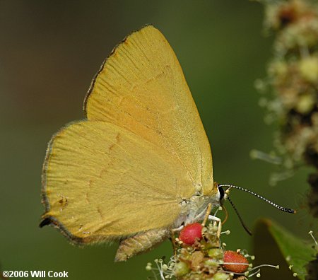 Golden Hairstreak (Habrodais grunus)