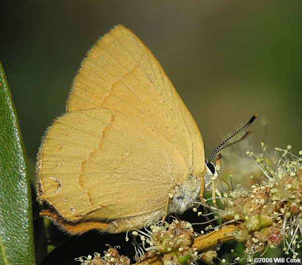 Golden Hairstreak (Habrodais grunus)