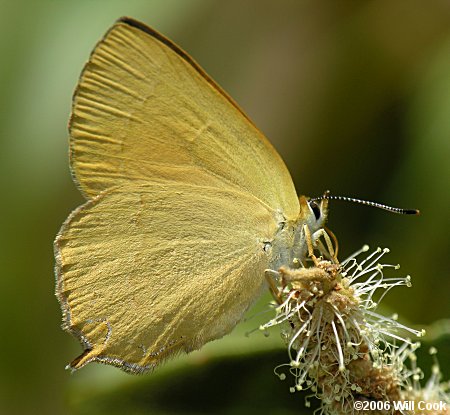 Golden Hairstreak (Habrodais grunus)