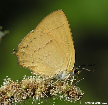 Golden Hairstreak (Habrodais grunus)