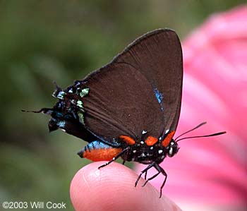 Great Purple Hairstreak (Atlides halesus)