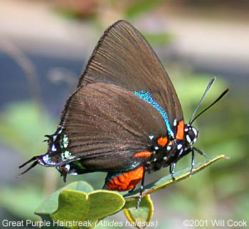 Great Purple Hairstreak (Atlides halesus)