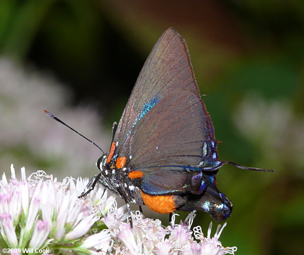 Great Purple Hairstreak (Atlides halesus)
