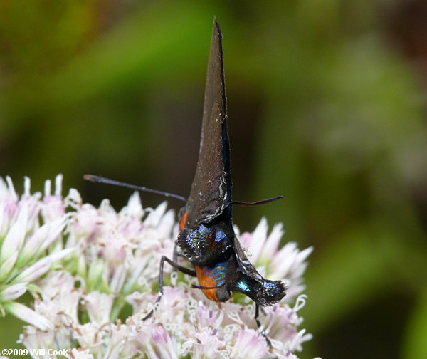 Great Purple Hairstreak (Atlides halesus)