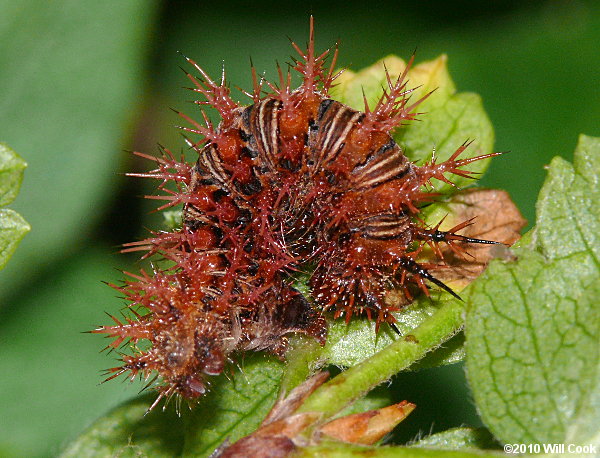 Gray Comma (Polygonia progne) caterpillar