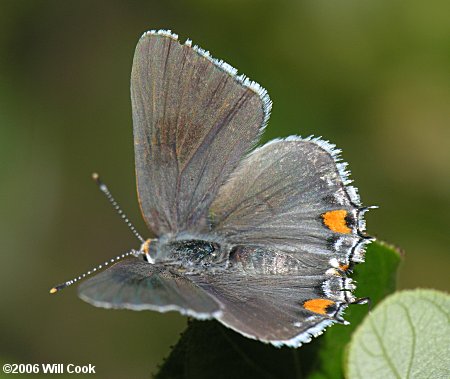 Gray Hairstreak (Strymon melinus)