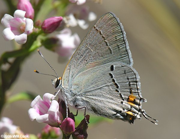 Gray Hairstreak (Strymon melinus)