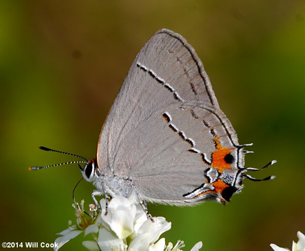 Gray Hairstreak (Strymon melinus)