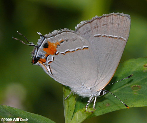 Gray Hairstreak (Strymon melinus)