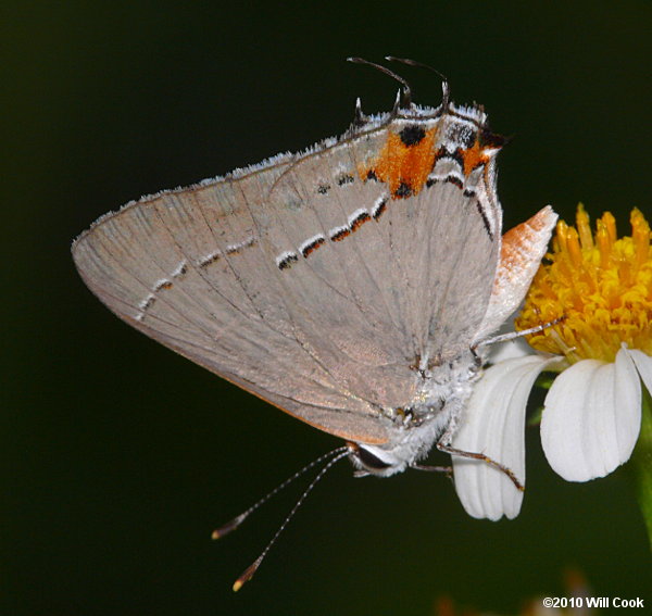 Gray Hairstreak (Strymon melinus)