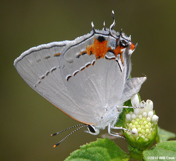 Gray Hairstreak (Strymon melinus)