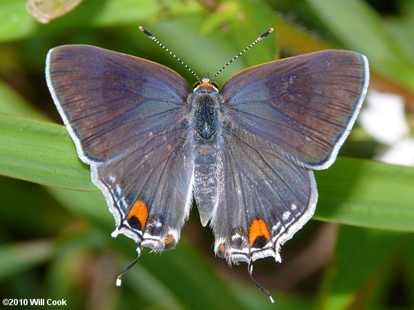 Gray Hairstreak (Strymon melinus)