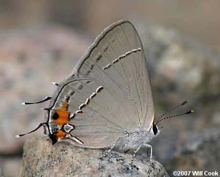 Gray Hairstreak (Strymon melinus)