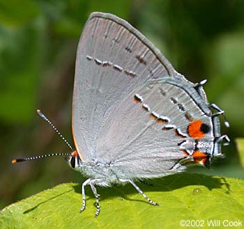 Gray Hairstreak (Strymon melinus)