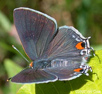 Gray Hairstreak (Strymon melinus)