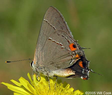 Gray Hairstreak (Strymon melinus)