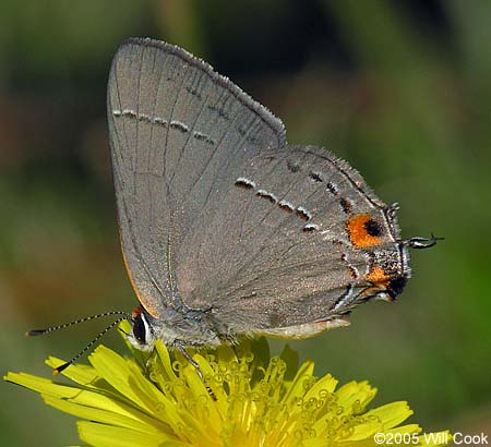 Gray Hairstreak (Strymon melinus)