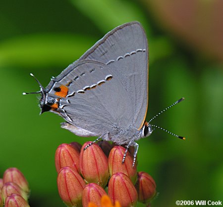 Gray Hairstreak (Strymon melinus)