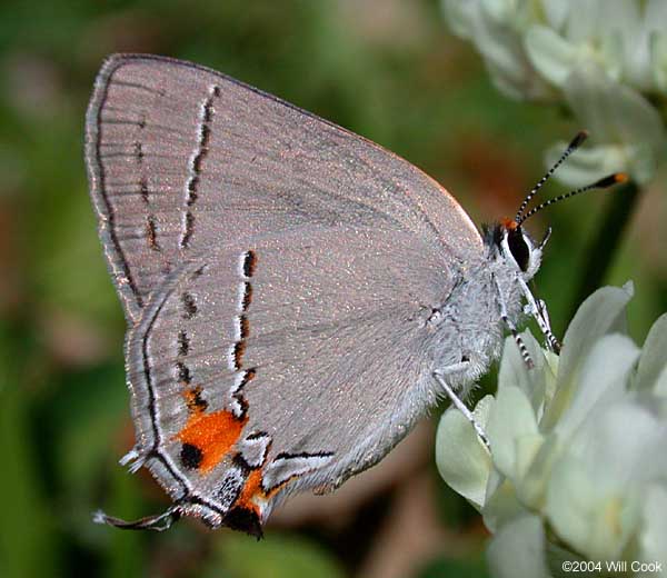 Gray Hairstreak (Strymon melinus)