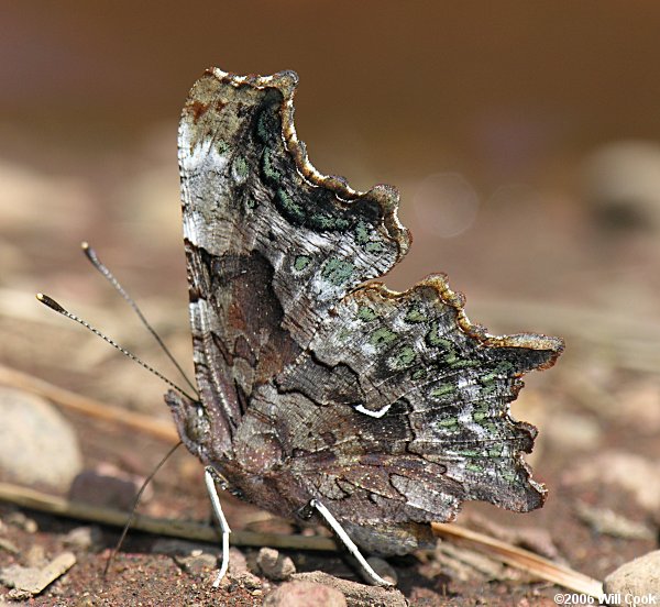 Green Comma (Polygonia faunus)