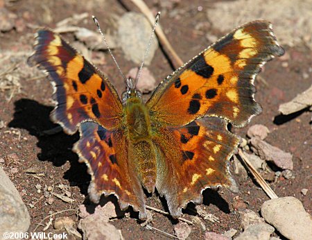 Green Comma (Polygonia faunus)