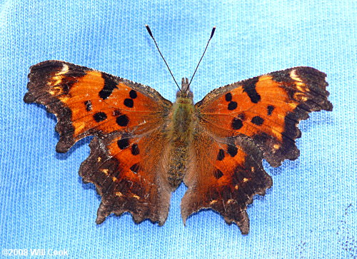 Green Comma (Polygonia faunus)