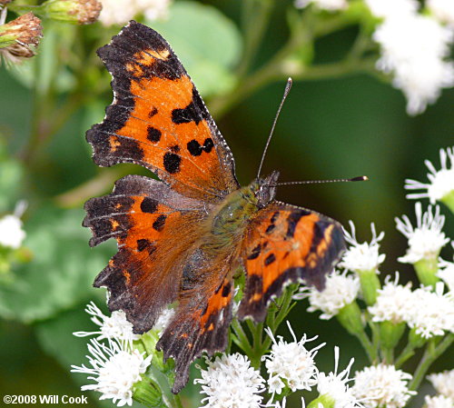 Green Comma (Polygonia faunus)