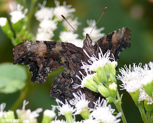 Green Comma (Polygonia faunus)