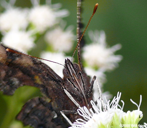 Green Comma (Polygonia faunus)