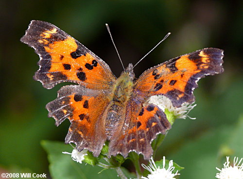 Green Comma (Polygonia faunus)