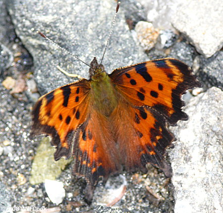 Green Comma (Polygonia faunus)