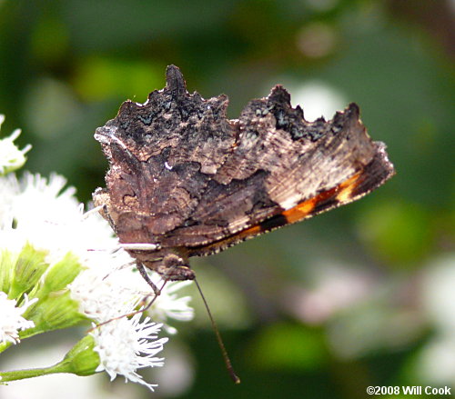 Green Comma (Polygonia faunus)