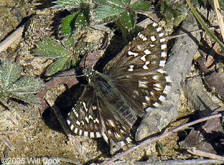 Appalachian Grizzled Skipper (Pyrgus [centaureae] wyandot)