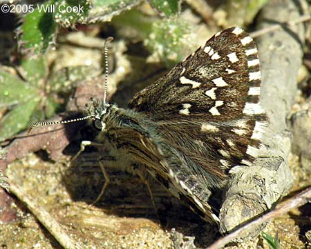 Appalachian Grizzled Skipper (Pyrgus [centaureae] wyandot)