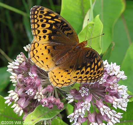 Great Spangled Fritillary (Speyeria cybele)