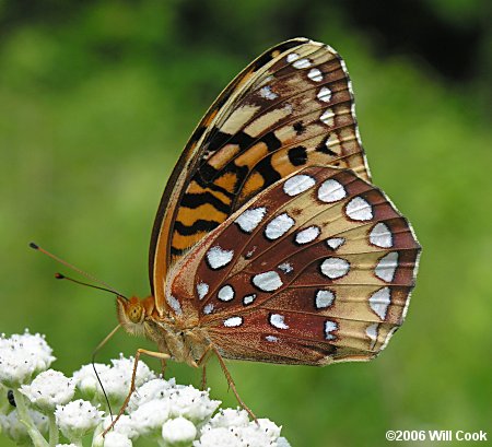 Great Spangled Fritillary (Speyeria cybele)