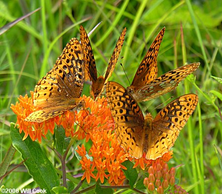 Great Spangled Fritillary (Speyeria cybele)