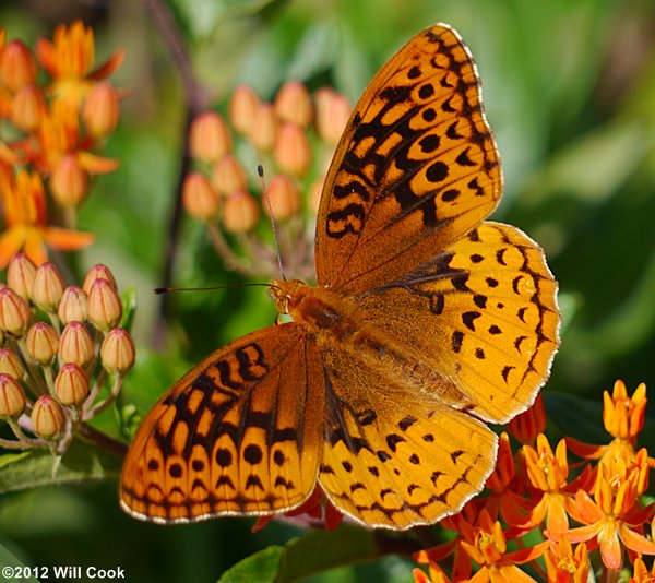 Great Spangled Fritillary (Speyeria cybele)