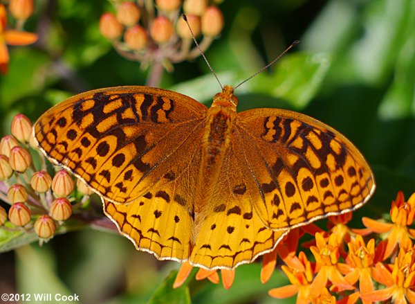 Great Spangled Fritillary (Speyeria cybele)