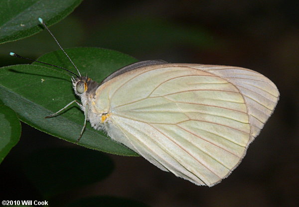 Great Southern White (Ascia monuste)