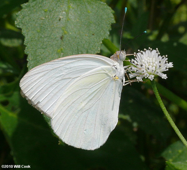 Great Southern White (Ascia monuste)