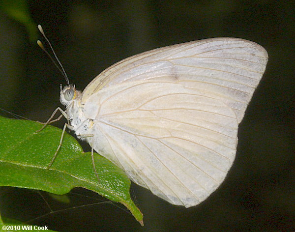 Great Southern White (Ascia monuste)