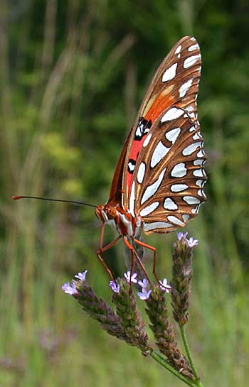 Gulf Fritillary (Agraulis vanillae)