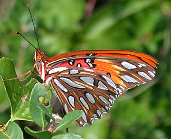 Gulf Fritillary (Agraulis vanillae)