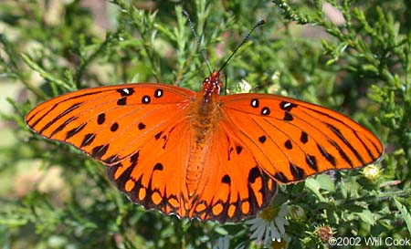 Gulf Fritillary (Agraulis vanillae)