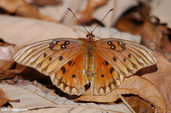 Gulf Fritillary (Agraulis vanillae)