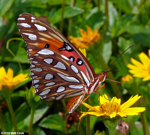 Gulf Fritillary (Agraulis vanillae)